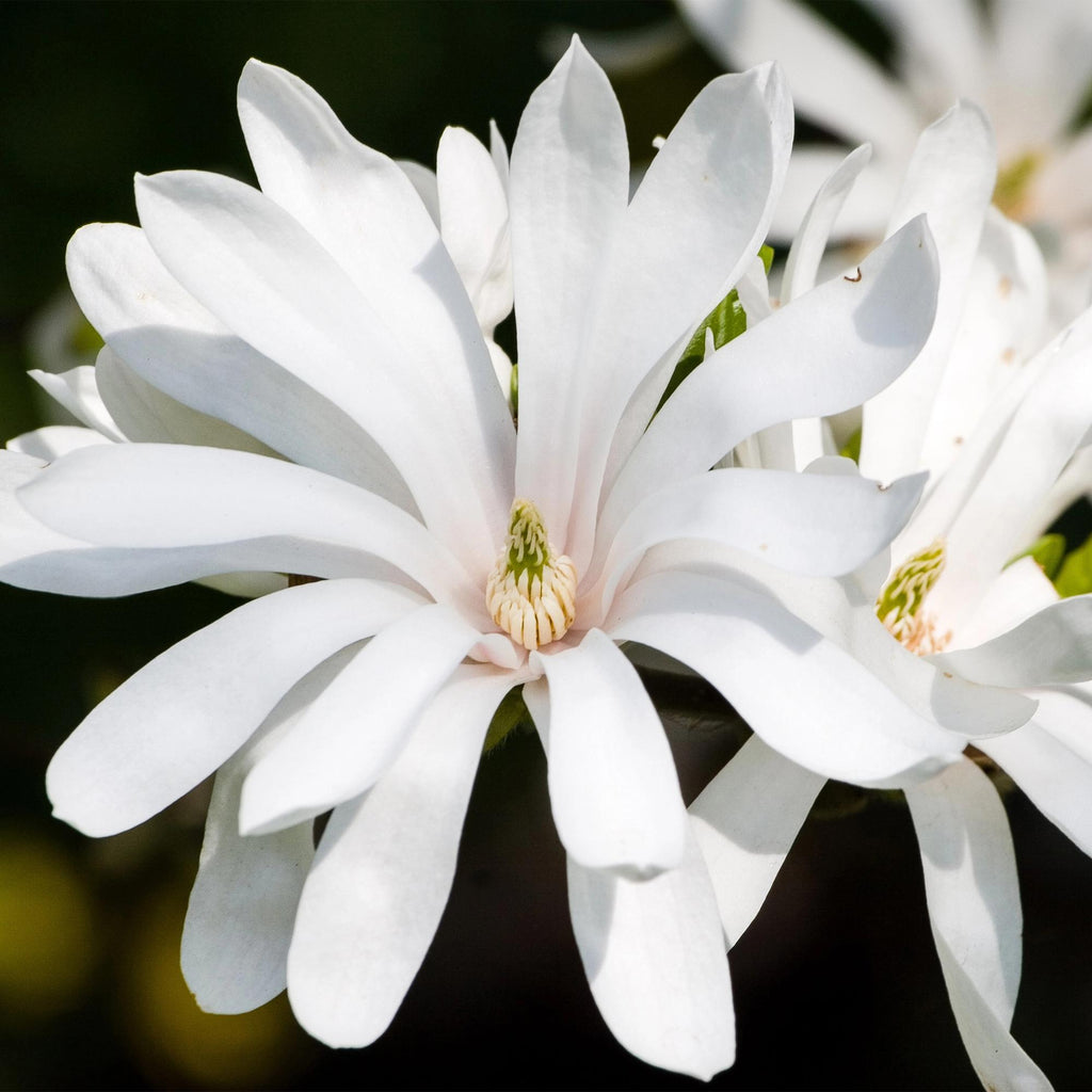 Magnolia stellata Royal Star, kenmerkend blad