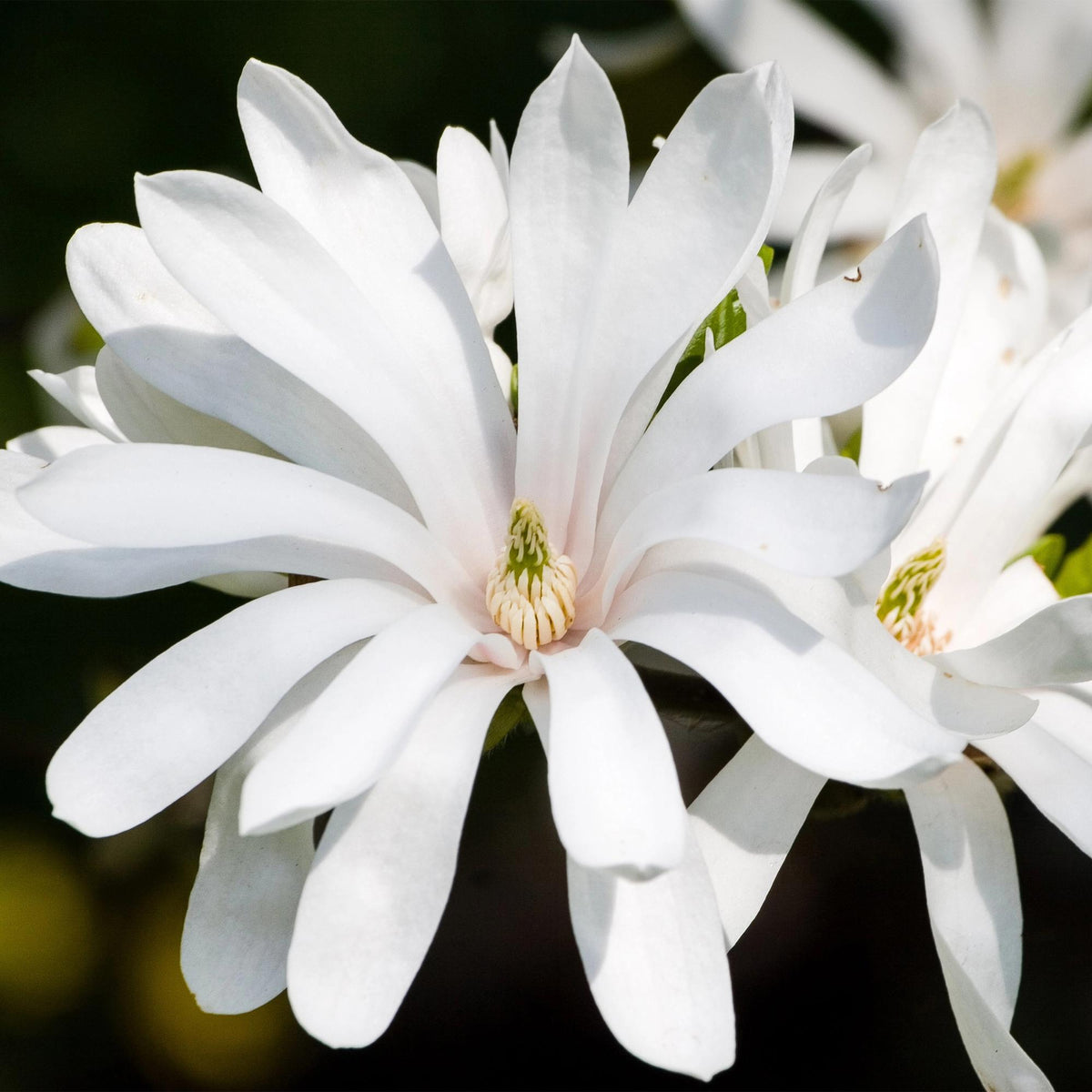 Magnolia stellata Royal Star, kenmerkend blad