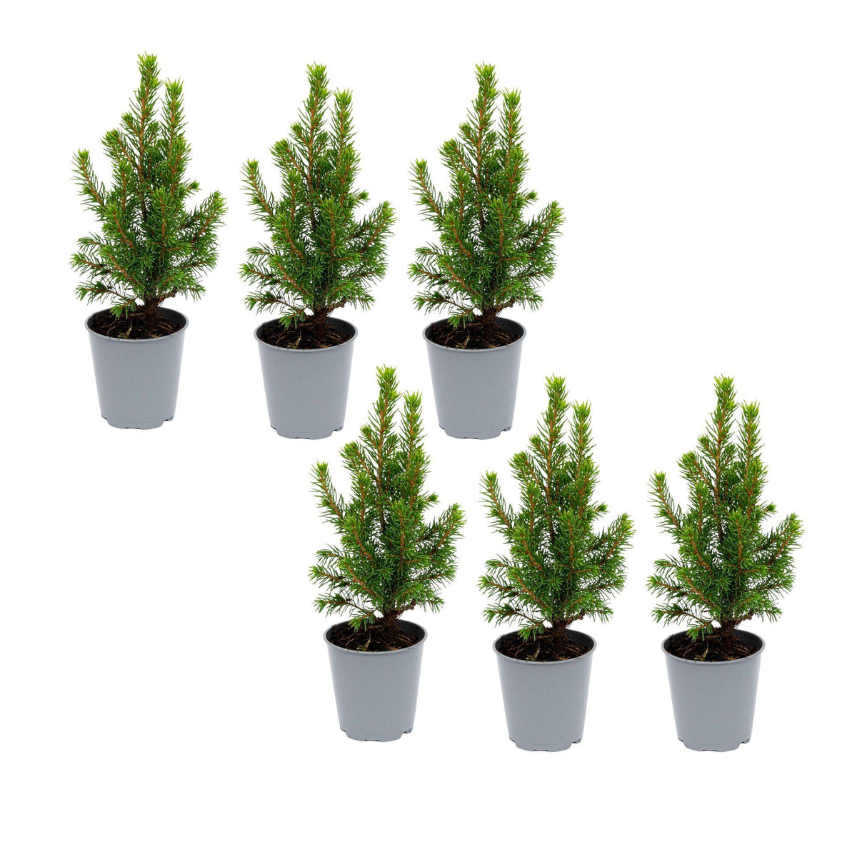 Mini-kerstboom Picea glauca Perfecta