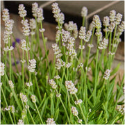 2 x Set van 6 Lavendel angustifolia white