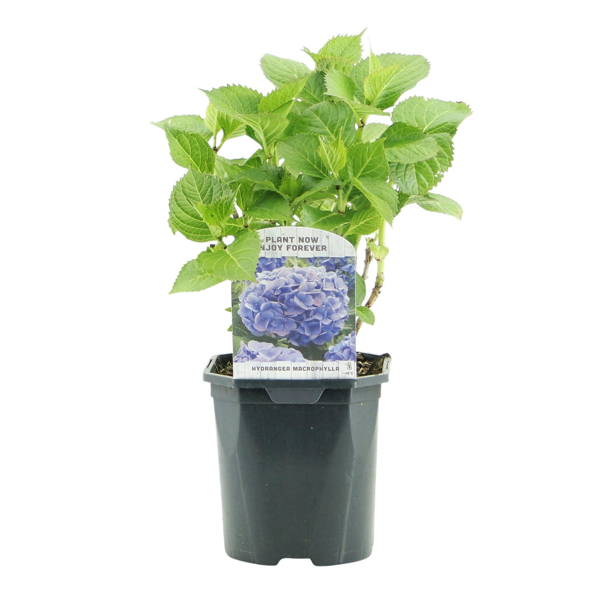 Hydrangea macrophylla Blue, 30 cm hoog, plant in pot