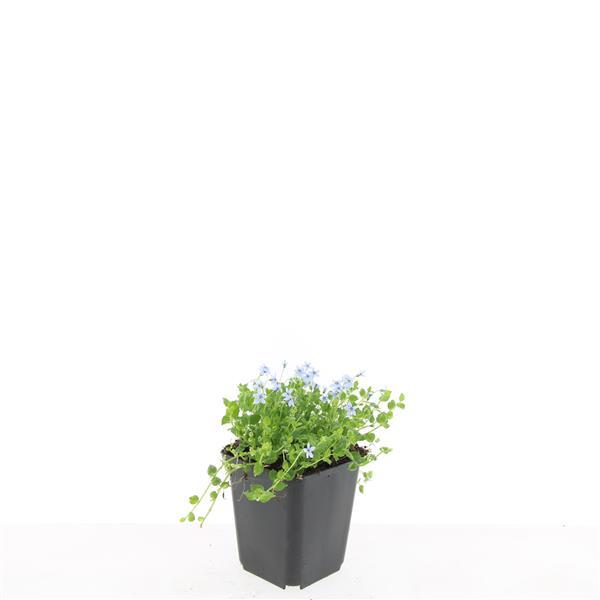 Isotoma fluviatilis 'Alba', detail van het blad
