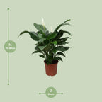 Detailfoto van Spathiphyllum Sweet Silvana