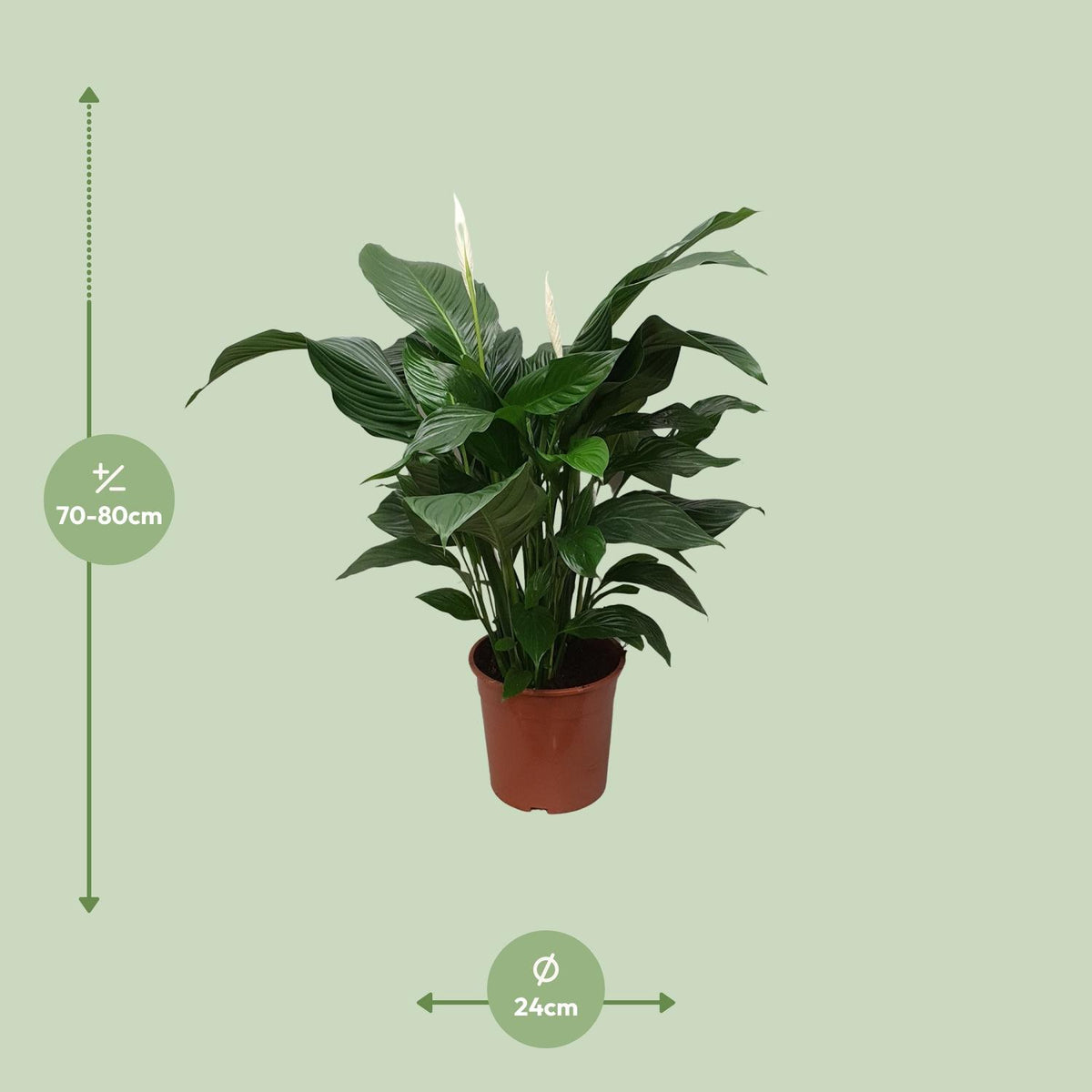 Detailfoto van Spathiphyllum Sweet Silvana