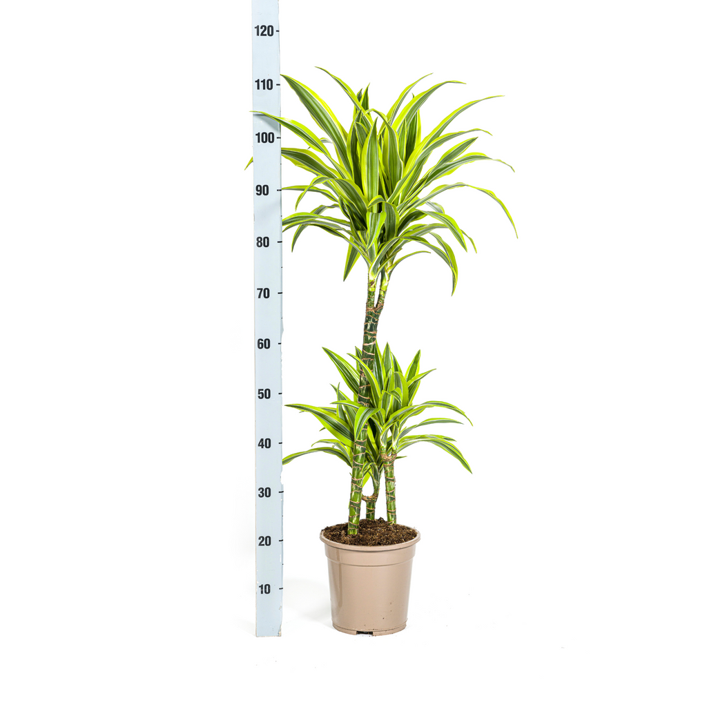 Dracaena Deremensis Lemon Lime met mand, detail van het blad