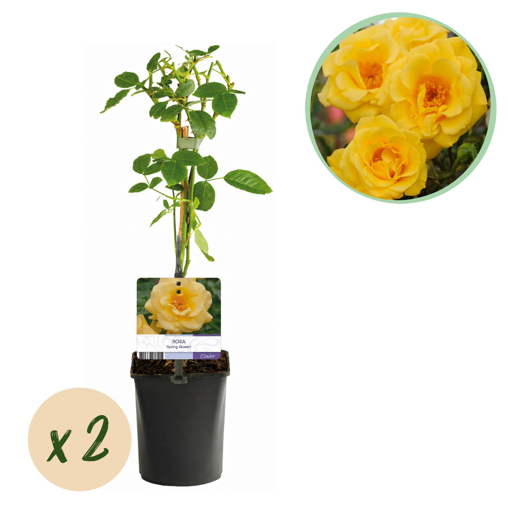 Rosa Spring Queen, plant in pot