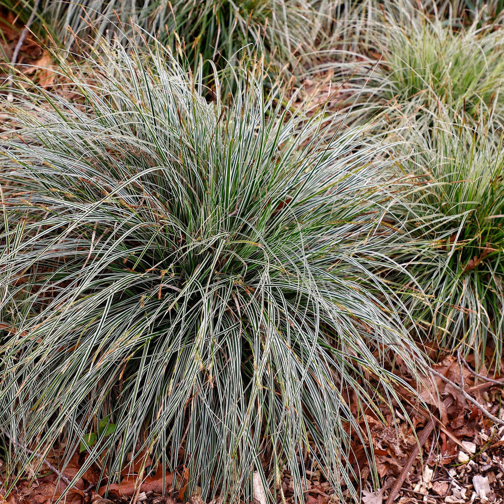 Carex oshimensis Everest - Wit en Groen, groeiwijze van de plant