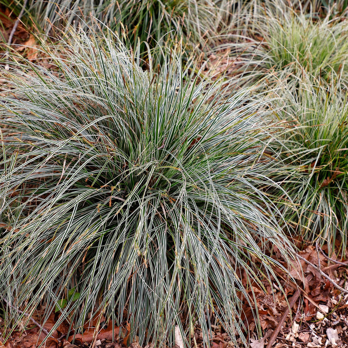Carex oshimensis Everest - Wit en Groen, groeiwijze van de plant