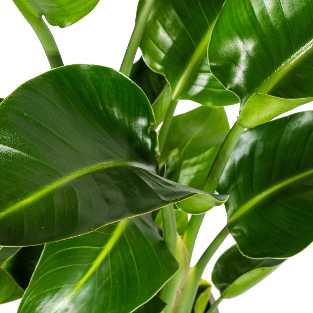 Strelitzia Nicolai, groene bladeren