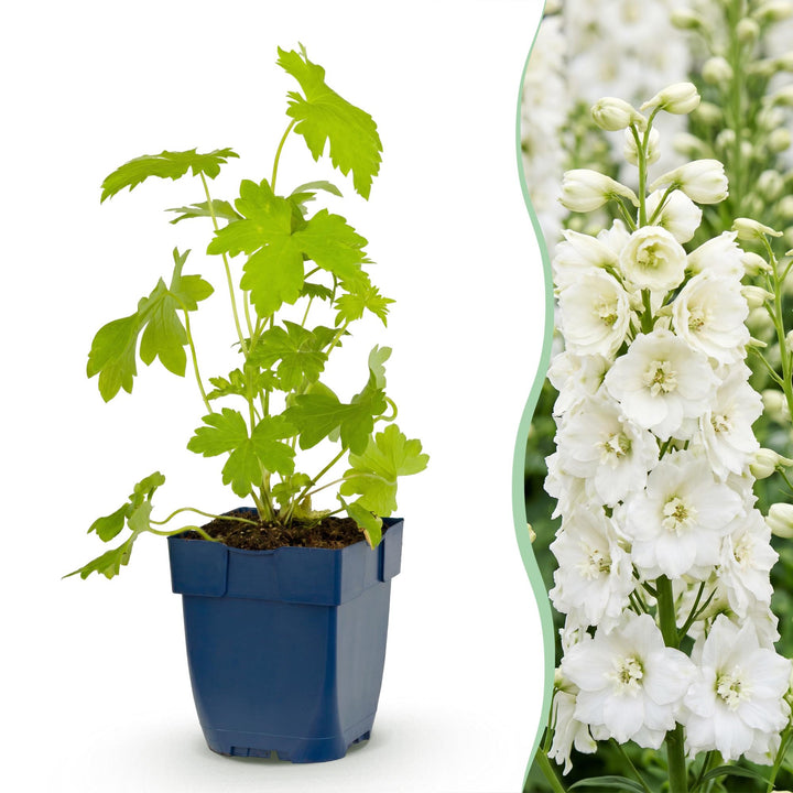 Ridderspoor (P) Galahad, 24x met witte bloemen