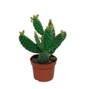Opuntia quitensis