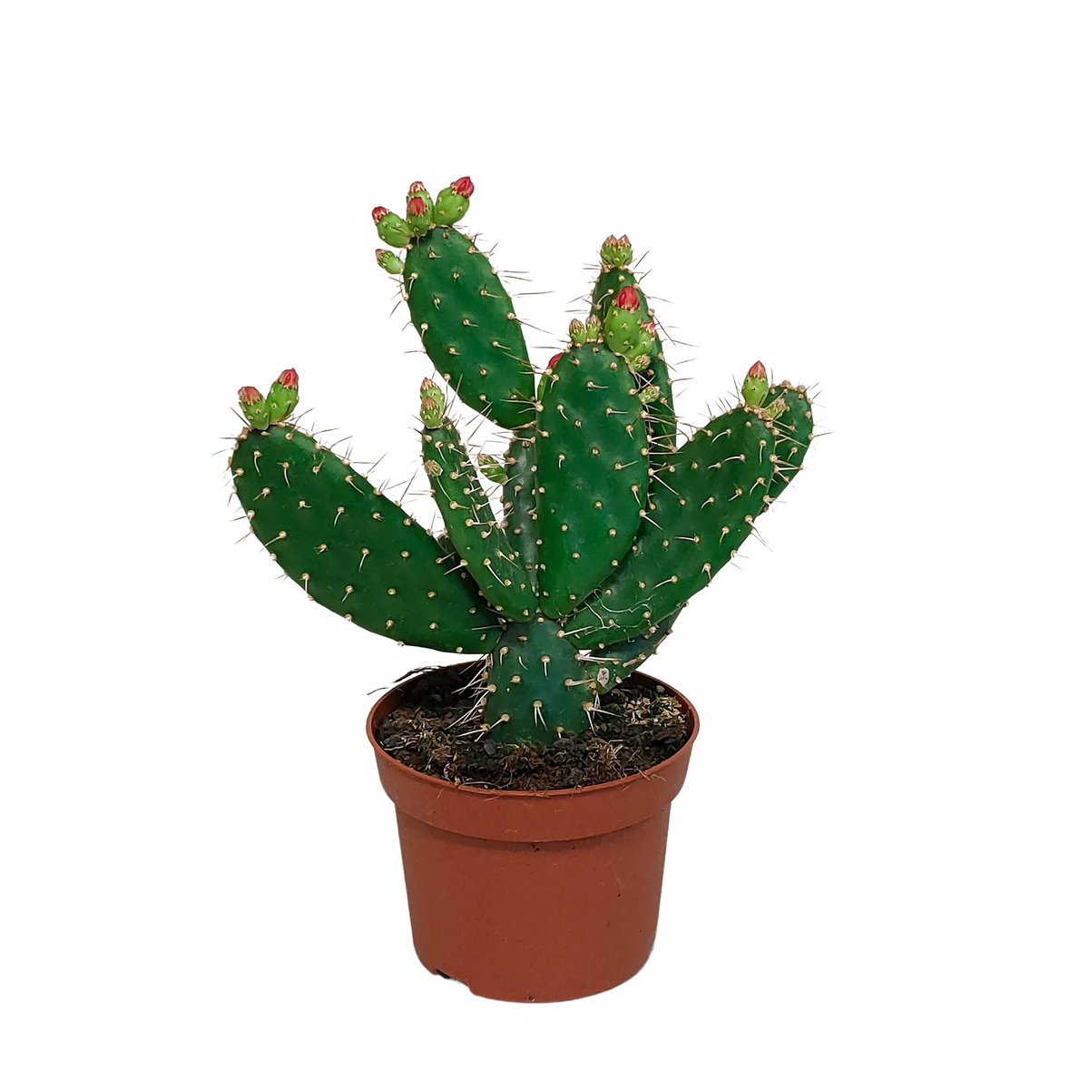 Opuntia quitensis, plant in pot