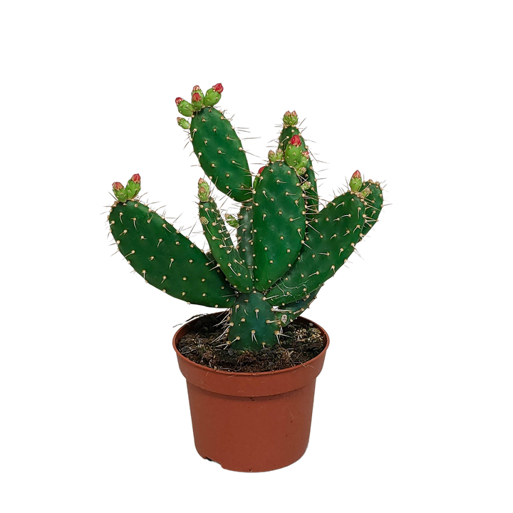 Opuntia quitensis