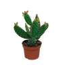 Opuntia quitensis