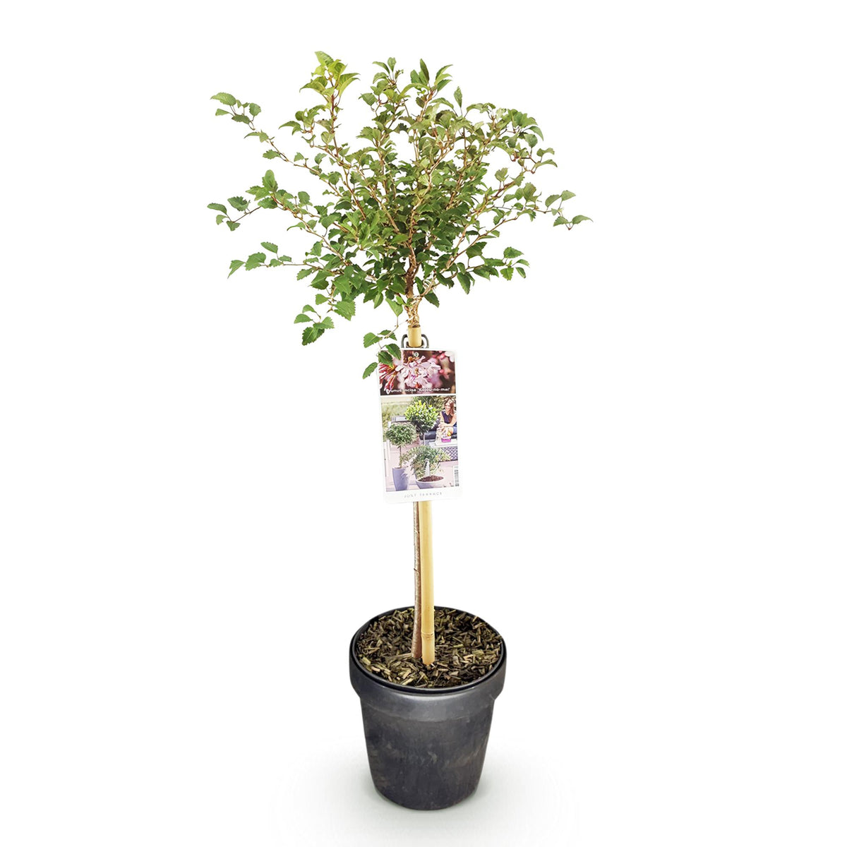 Prunus incisa Koujou, kenmerkend blad