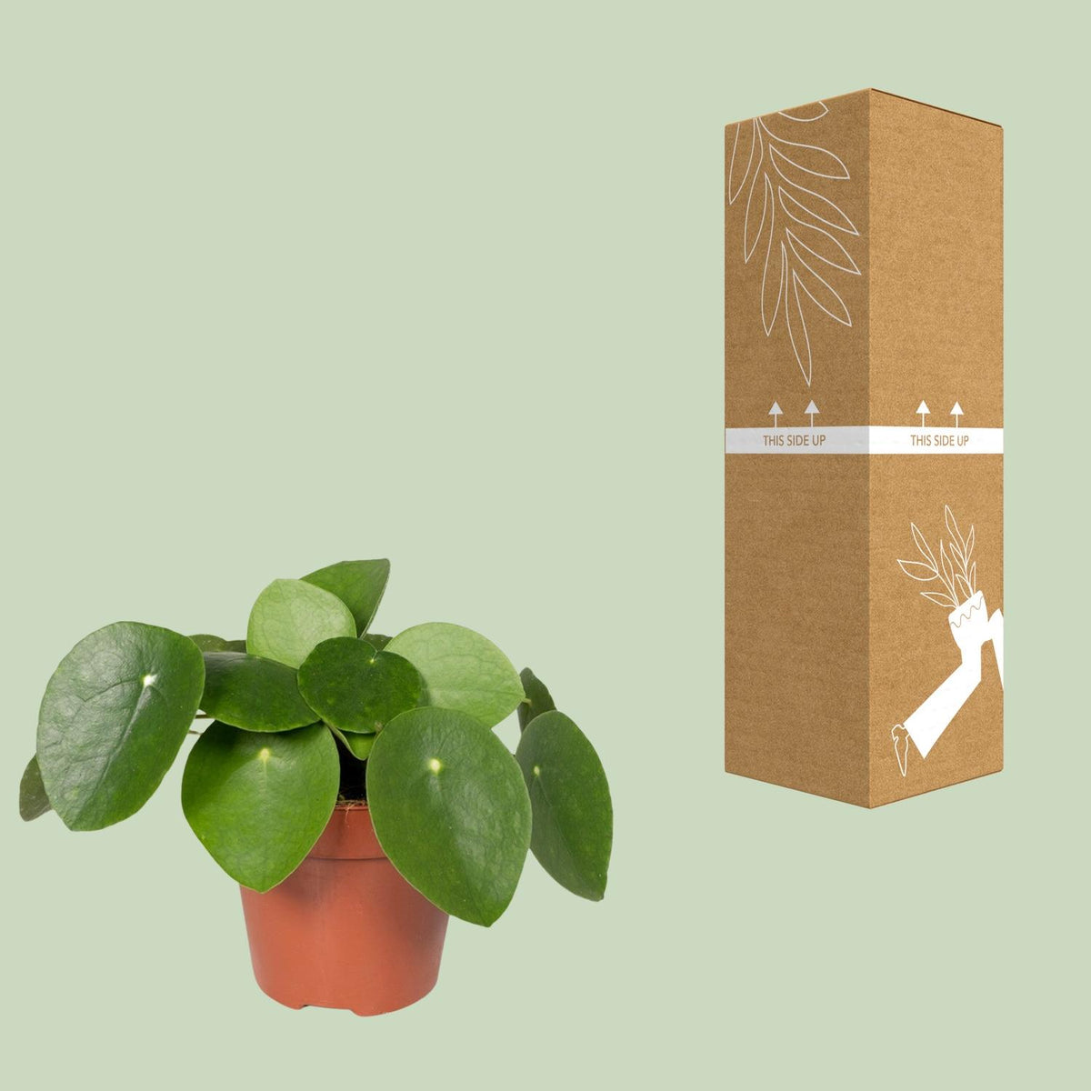 Detailfoto van Pilea peperomioides, pannenkoekenplant, 20 cm hoog