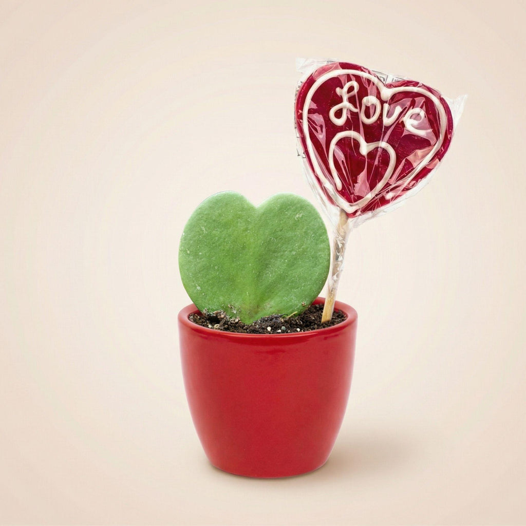 Sweetheart Plant Set - Mini Gift - Pot & Plant Set - Rood, kenmerkend blad
