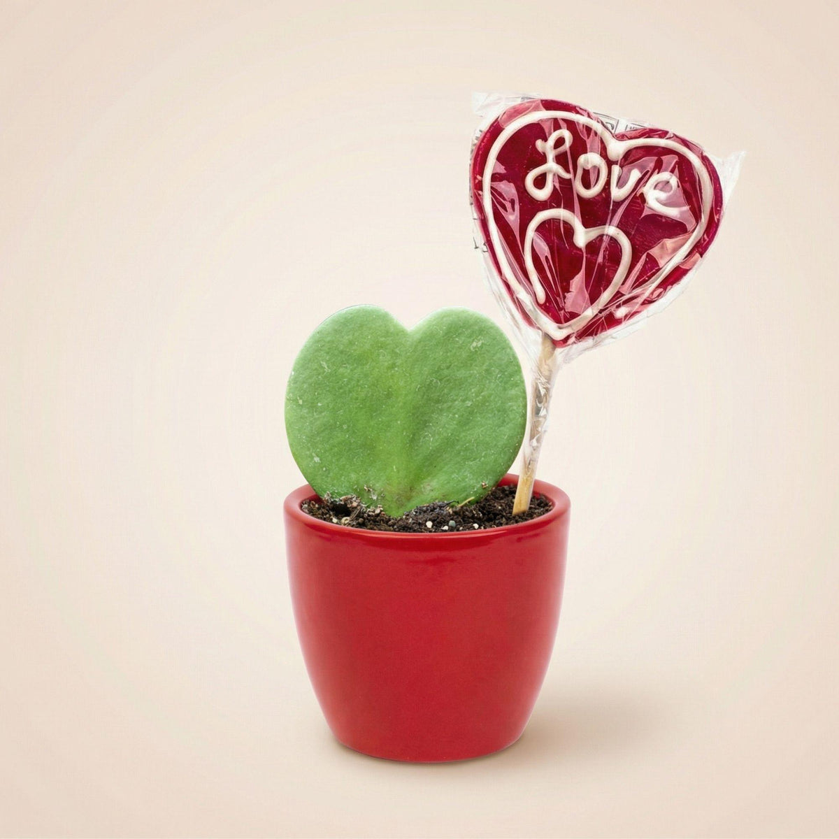 Sweetheart Plant Set - Mini Gift - Pot & Plant Set - Rood, kenmerkend blad