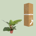 Philodendron Imperial Green, kenmerkend blad
