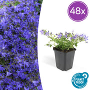 Campanula poscharskyana &