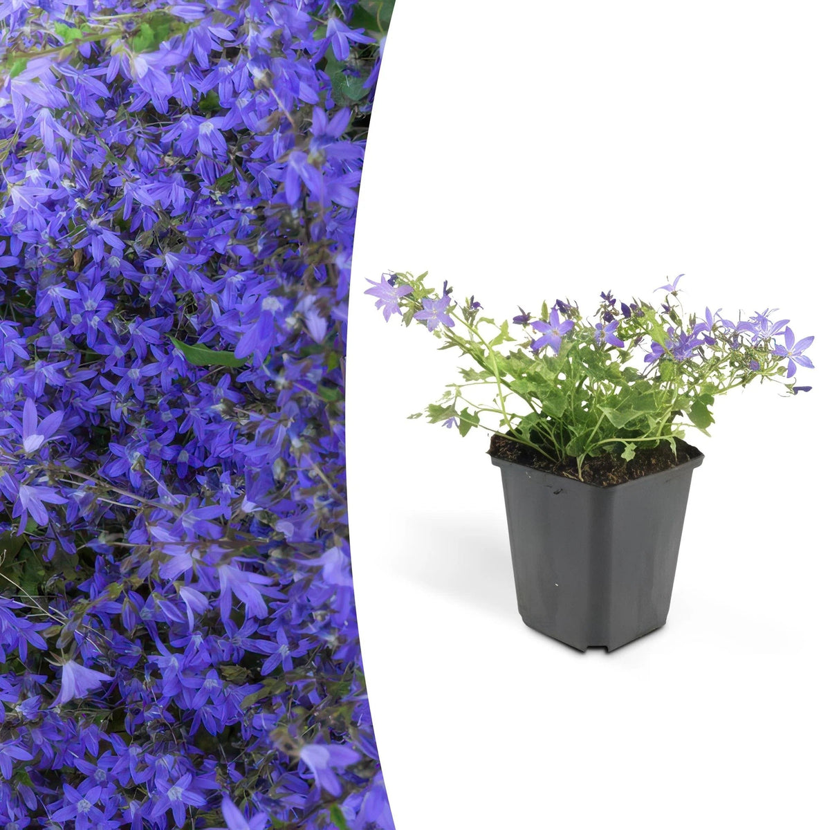 Campanula poscharskyana 'Stella', detail van het blad