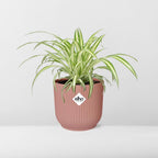 Detailfoto van Chlorophytum Comosum Variegatum in ELHO Vibes Fold 14cm roze