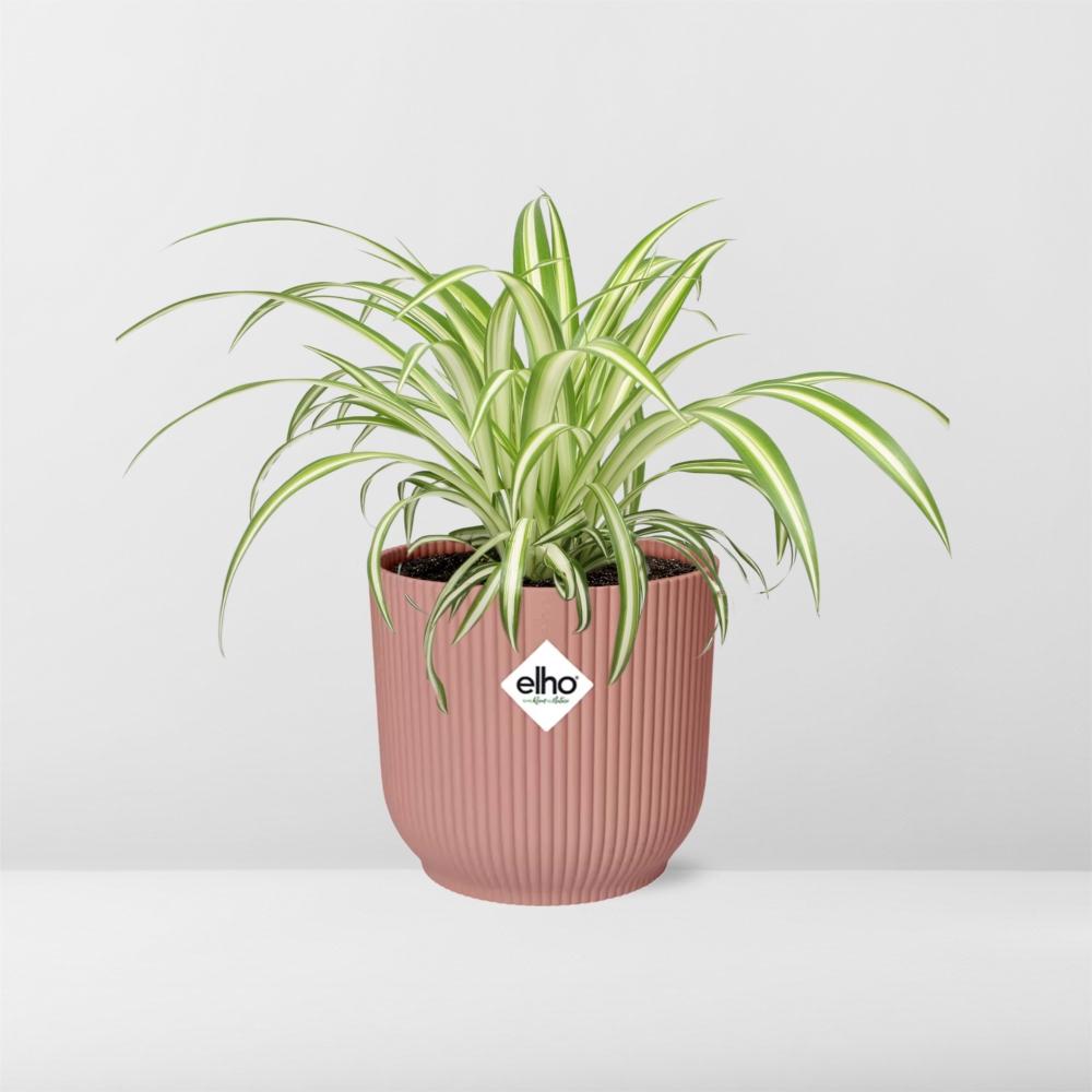 Detailfoto van Chlorophytum Comosum Variegatum in ELHO Vibes Fold 14cm roze