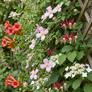 Klimplanten rainbow mix, vier soorten klimplanten
