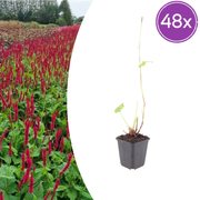 48x Persicaria a. &