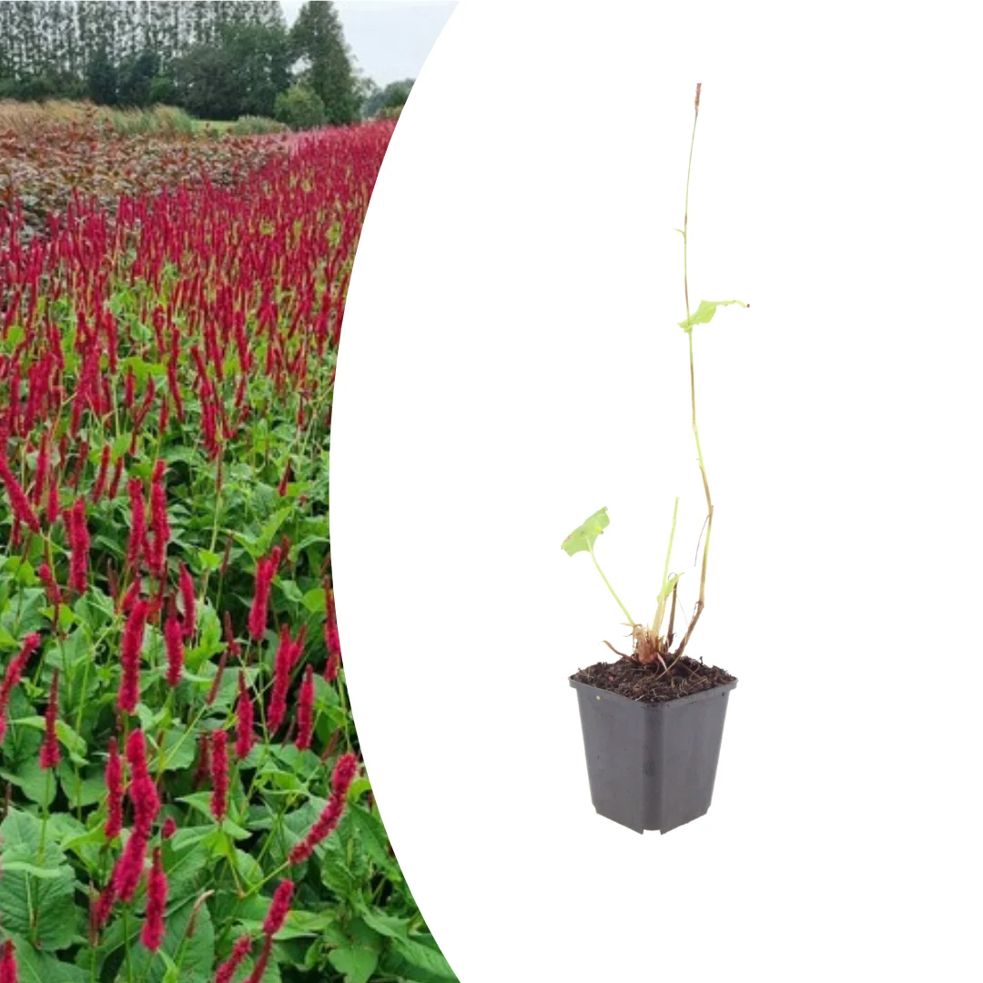 Persicaria a. 'Blackfield', detail van het blad