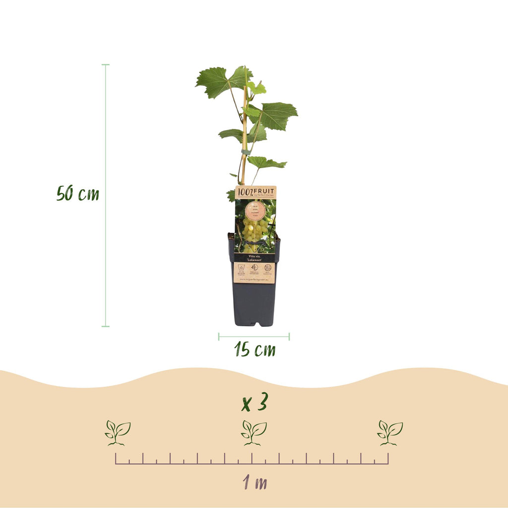 Druivenplant Lakemont, fruitgewas voor de tuin, groene bladeren
