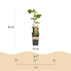 Druivenplant Lakemont, fruitgewas voor de tuin, groene bladeren