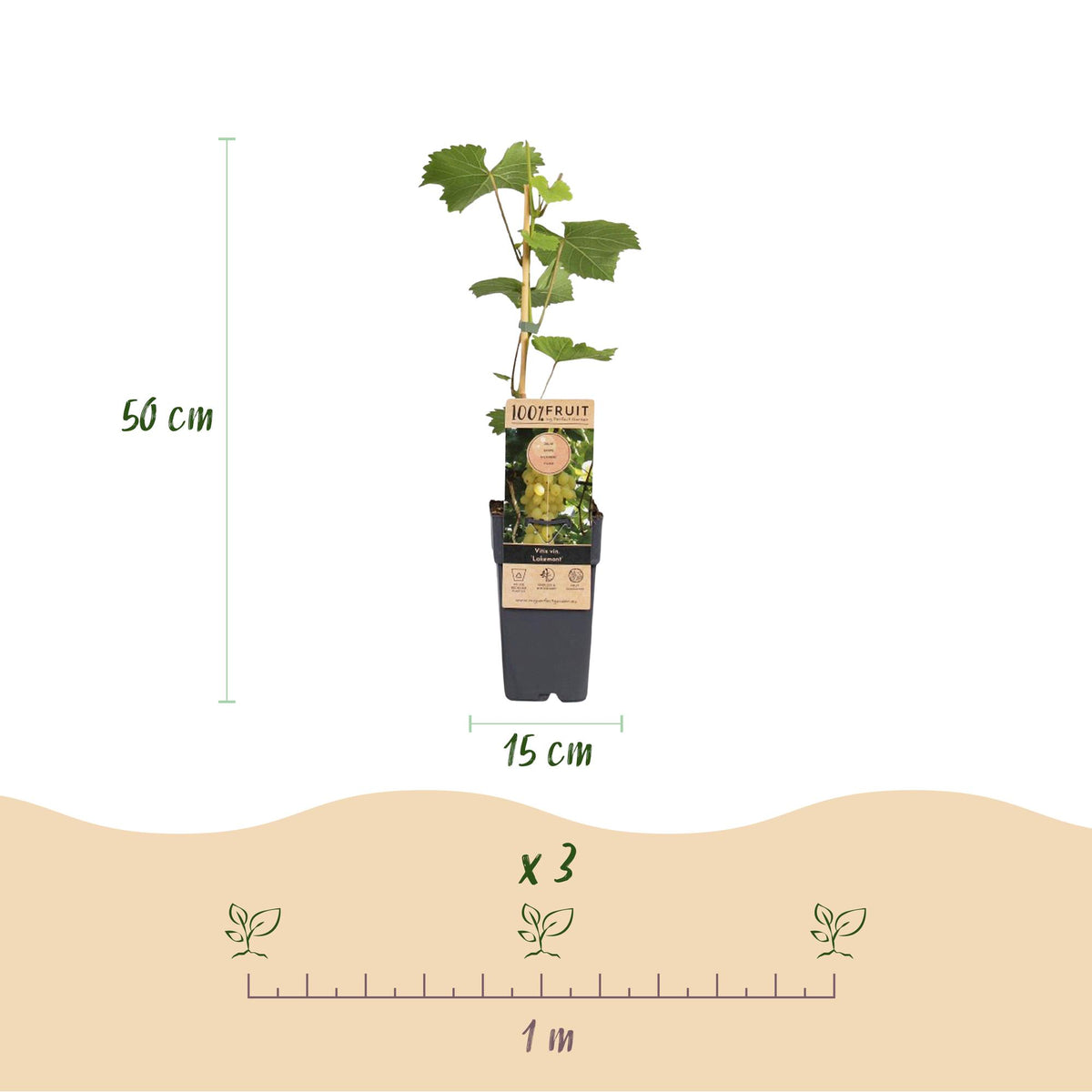 Druivenplant Lakemont, fruitgewas voor de tuin, groene bladeren