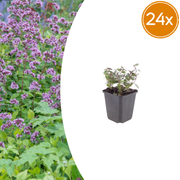 Origanum laevigatum &