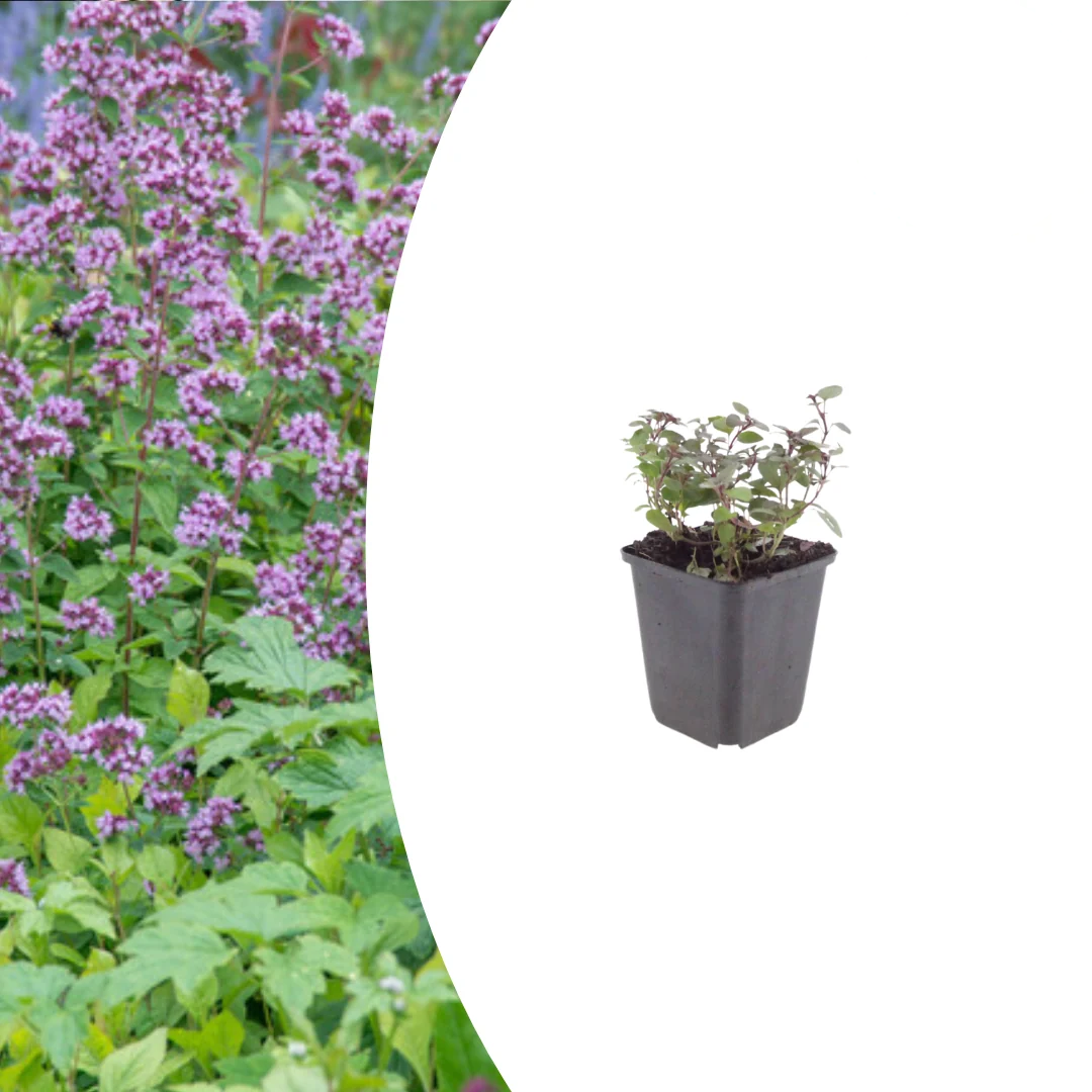 Origanum laevigatum 'Herrenhausen', kenmerkend blad
