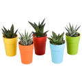 Productfoto van Gasteria/Haworthia mix