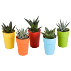 Productfoto van Gasteria/Haworthia mix