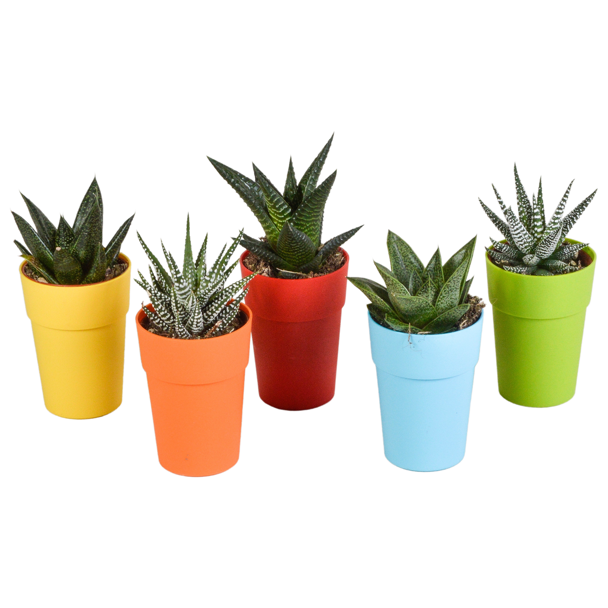 Productfoto van Gasteria/Haworthia mix