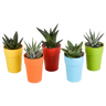 Gasteria/Haworthia mix