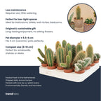 Cactus Set van 12, kenmerkend blad
