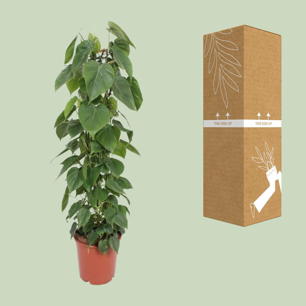 Detailfoto van Philodendron Scandens