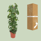 Detailfoto van Philodendron Scandens