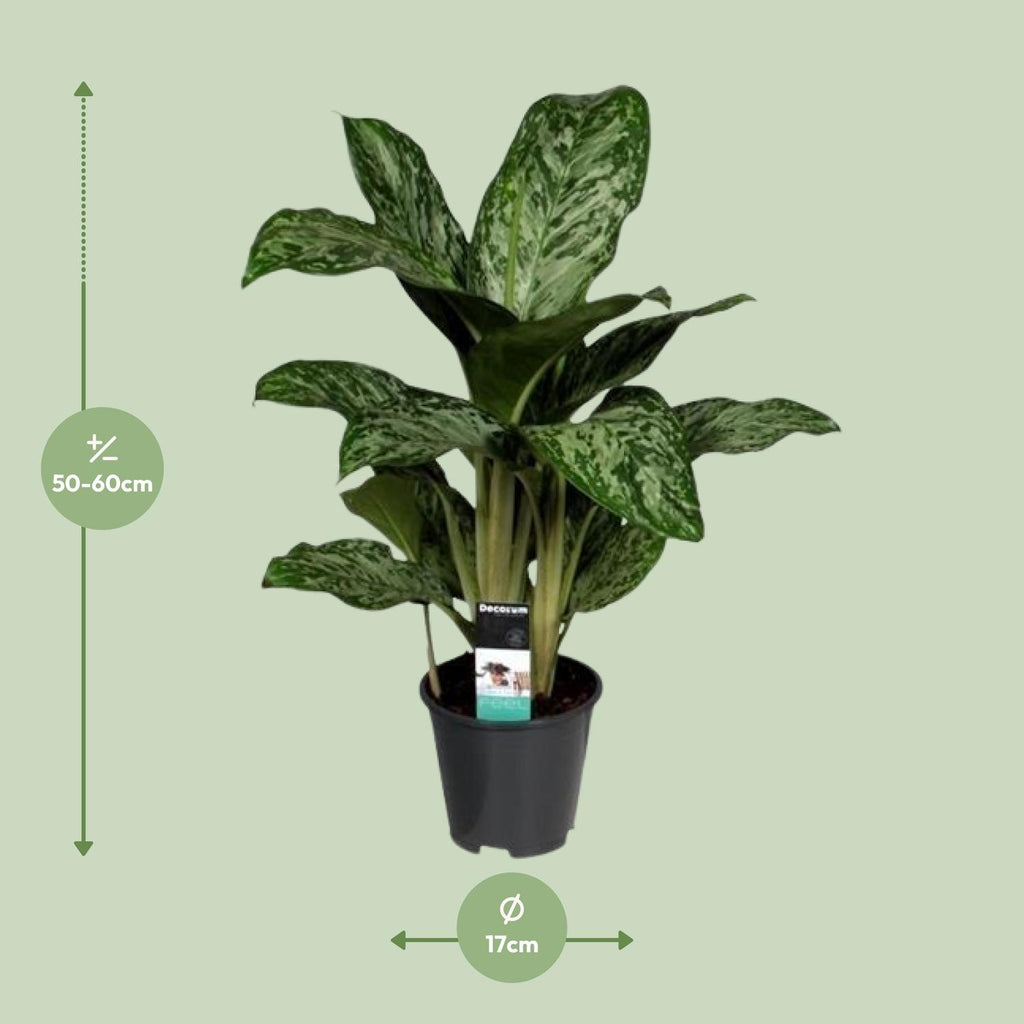 Detailfoto van Aglaonema Greenlight (Decorum)