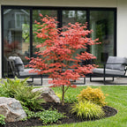 Acer palmatum Atropurpureum, plant in pot
