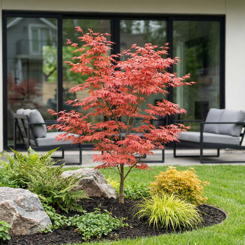 Acer palmatum Atropurpureum, plant in pot