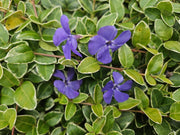 60x Vinca minor &