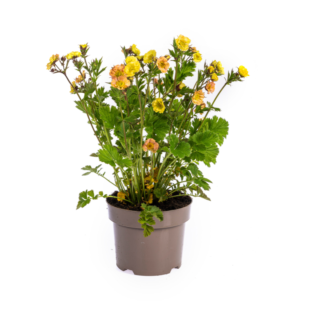 Geum Rivale Yellow, plant in pot