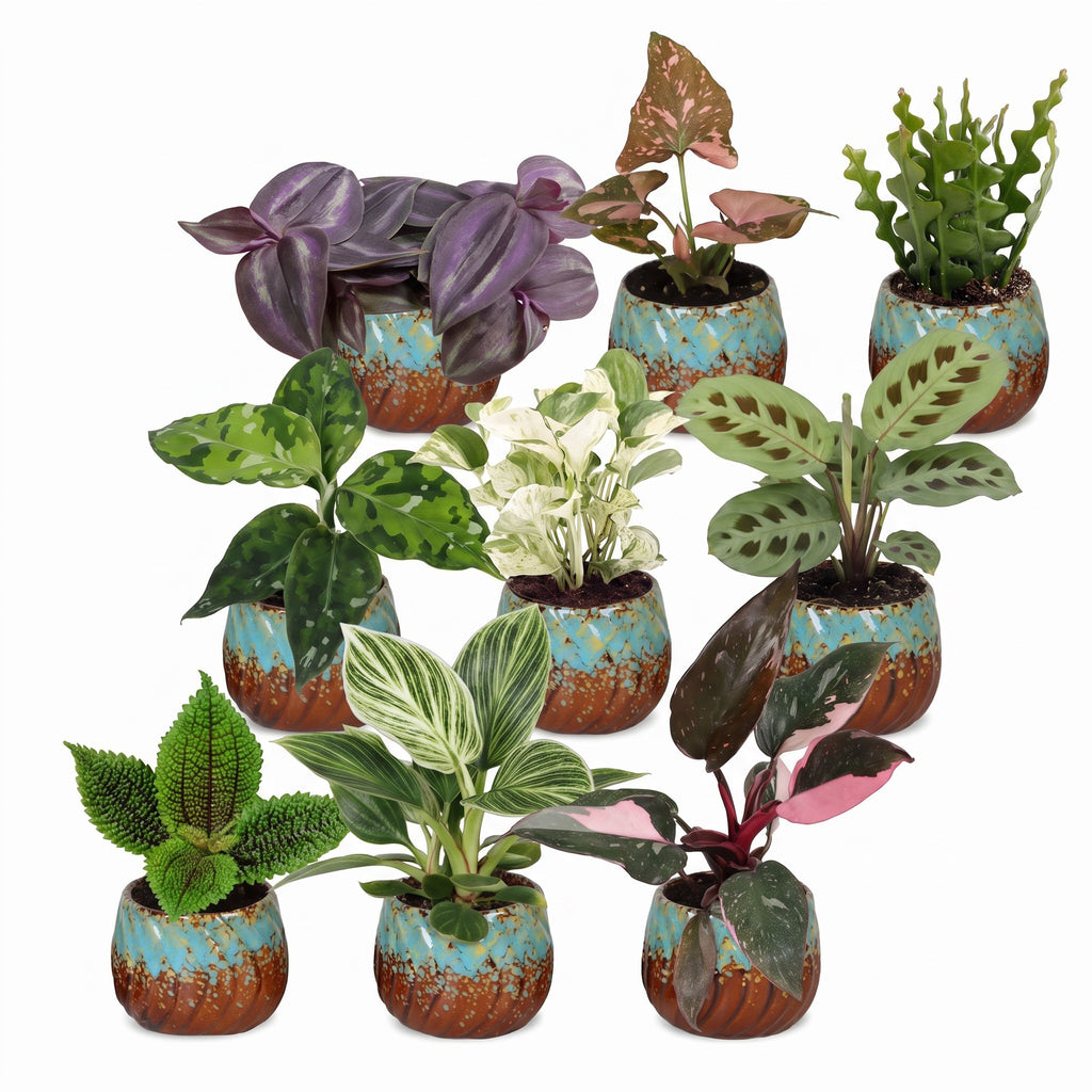 9x Baby Plants Surprise Box - Verrassingsbox kleine planten - Diversen - Tropisch - incl. Copper Reef - Ø6cm - ↕5-15cm, detail van het blad