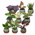9x Baby Plants Surprise Box - Verrassingsbox kleine planten - Diversen - Tropisch - incl. Copper Reef - Ø6cm - ↕5-15cm, detail van het blad