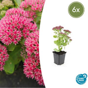 Sedum &